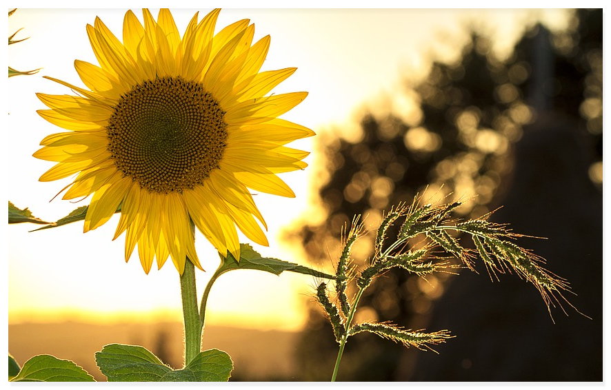 Energie Sparen im Haushalt Sonnenblume