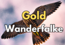 Gold Muenze Wanderfalke Wildlife
