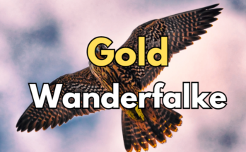 Gold Muenze Wanderfalke Wildlife